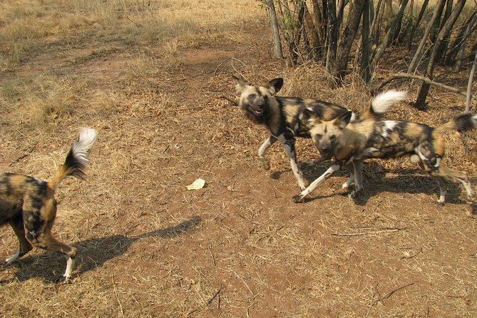 Ann Van Dyk Cheetah Centre Tour from Johannesburg or Pretoria - Who Will Get the Most From This Experience?