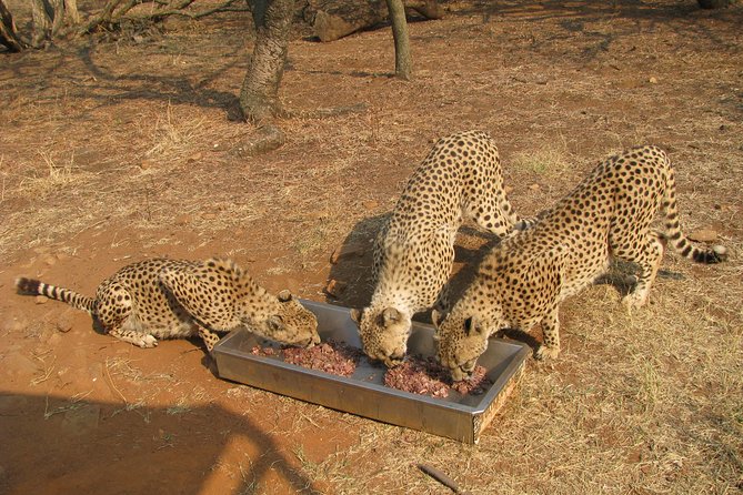 Ann Van Dyk Cheetah Centre Tour from Johannesburg or Pretoria - Practical Tips for Choosing Your Day