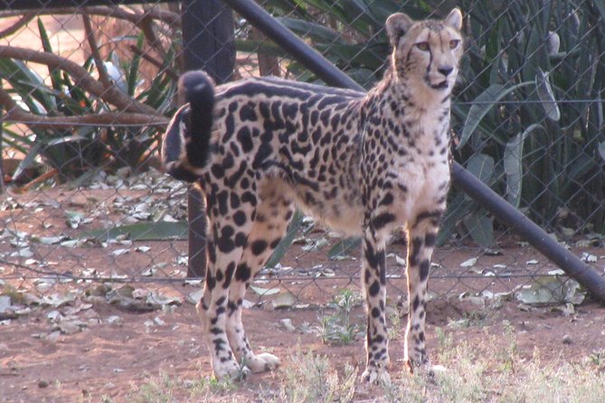 Ann Van Dyk Cheetah Centre Tour from Johannesburg or Pretoria - Should You Book the Ann Van Dyk Cheetah Centre Tour?