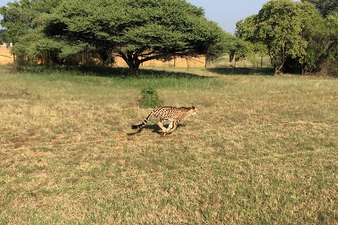 Ann Van Dyk Cheetah Centre Tour from Johannesburg or Pretoria - Rescue Centre or Zoo?