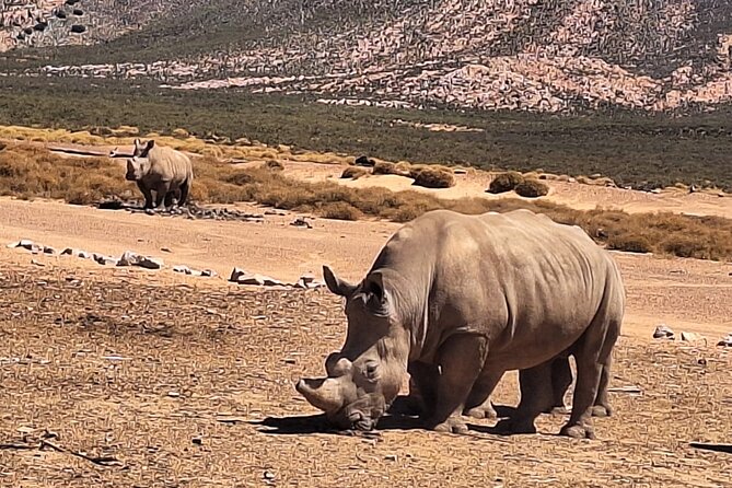 Aquila Game Reserve Big 5 Safari with Wine Tasting and Lunch - Why this Cape Town safari makes sense