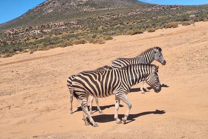 Aquila Game Reserve Big 5 Safari with Wine Tasting and Lunch - Fairview wine and cheese in Paarl