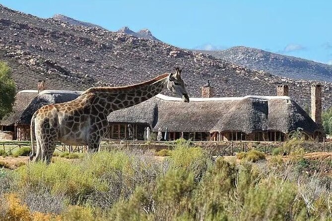 Aquila Game Reserve Big 5 Safari with Wine Tasting and Lunch - Arriving at Aquila Game Reserve