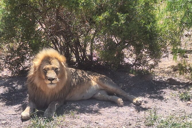 Aquila Game Reserve Big 5 Safari with Wine Tasting and Lunch - Searching for the Big 5