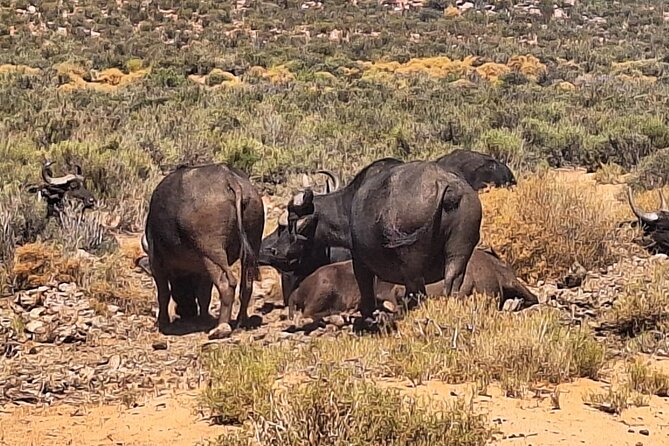 Aquila Game Reserve Big 5 Safari with Wine Tasting and Lunch - The cheetah rescue and rehabilitation centre