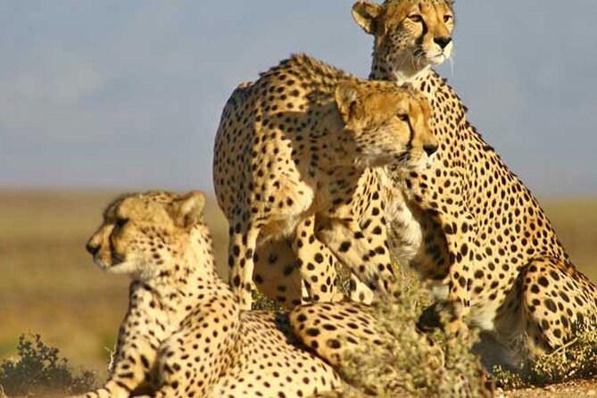 Aquila Game Reserve Big 5 Safari with Wine Tasting and Lunch - Lunch, comfort, and the family factor