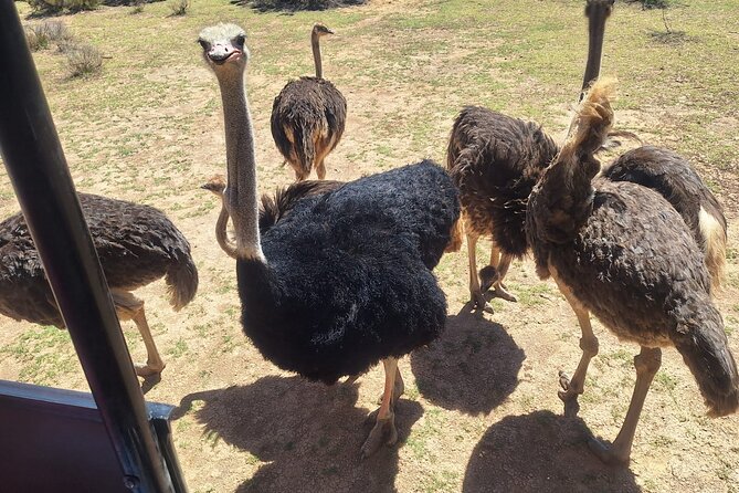 Aquila Game Reserve Big 5 Safari with Wine Tasting and Lunch - What the $131.98 price really covers