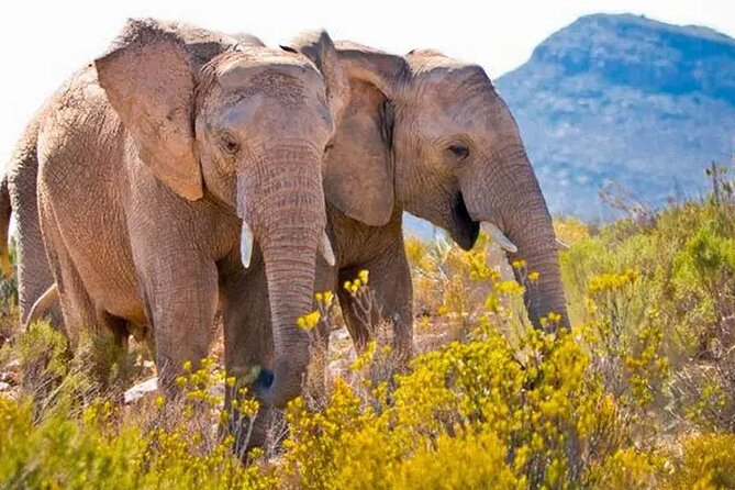 Aquila Game Reserve Big 5 Safari with Wine Tasting and Lunch - The 7:00 am departure and road to the Little Karoo