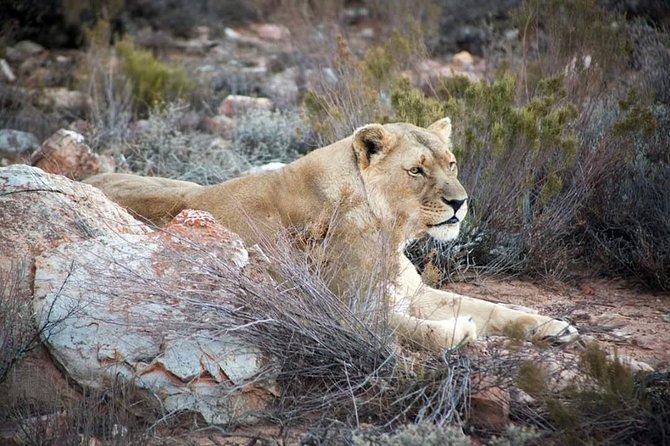 Aquila Game Reserve Cape Town Safari - Key points to know before booking