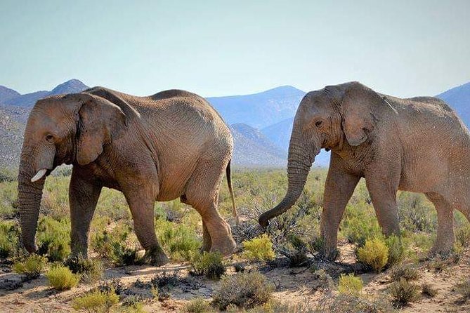 Aquila Game Reserve Cape Town Safari - The journey into the Southern Karoo Highlands