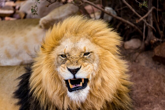 Aquila Game Reserve Safari with Park Fees, Transport & Lunch - Key points to know before you book