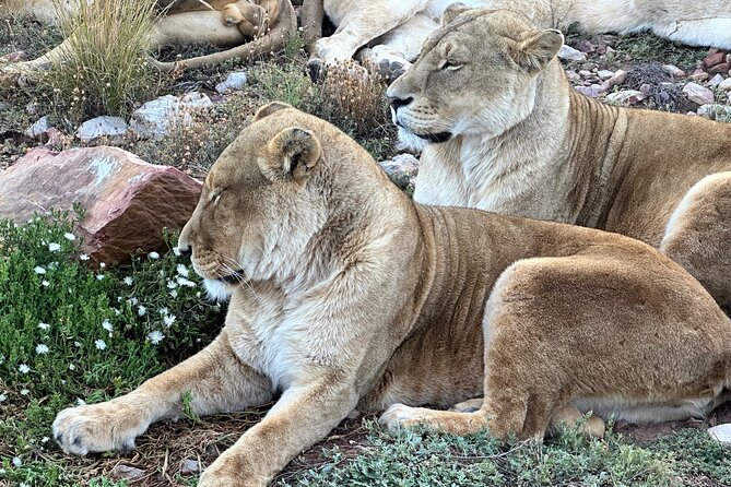 Aquila Game Reserve Safari with Park Fees, Transport & Lunch - The early pickup in Cape Town