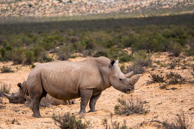 Aquila Game Reserve Safari with Park Fees, Transport & Lunch - Arriving at Aquila Private Game Reserve
