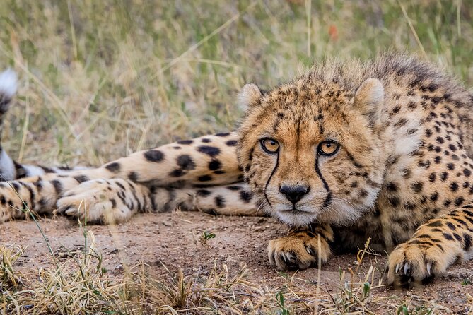 Aquila Game Reserve Safari with Park Fees, Transport & Lunch - A buffet lunch before the game drive