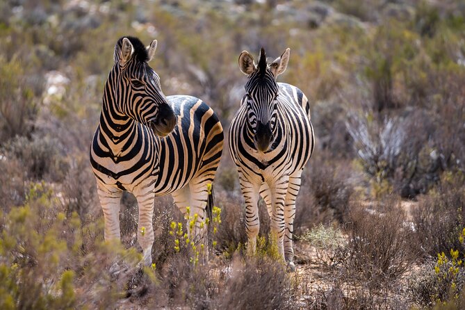 Aquila Game Reserve Safari with Park Fees, Transport & Lunch - Three hours on the open safari vehicle