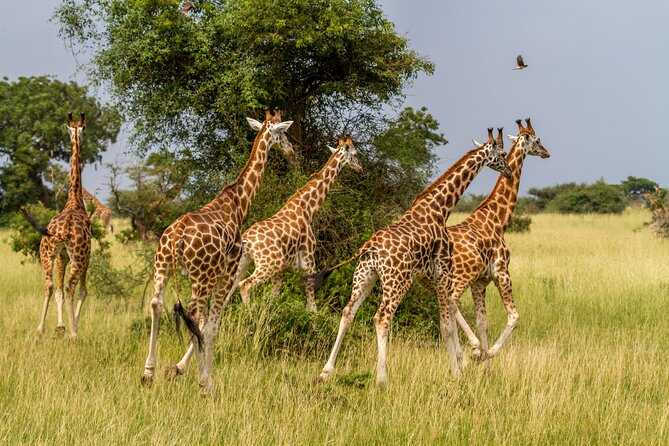 Aquila Game Reserve Safari with Park Fees, Transport & Lunch - Why the guides matter so much