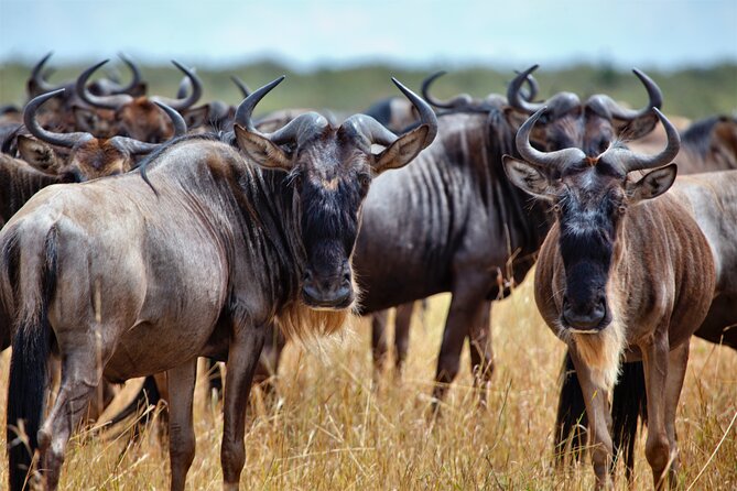 Aquila Game Reserve Safari with Park Fees, Transport & Lunch - The N1 through Paarl and the Cape Winelands