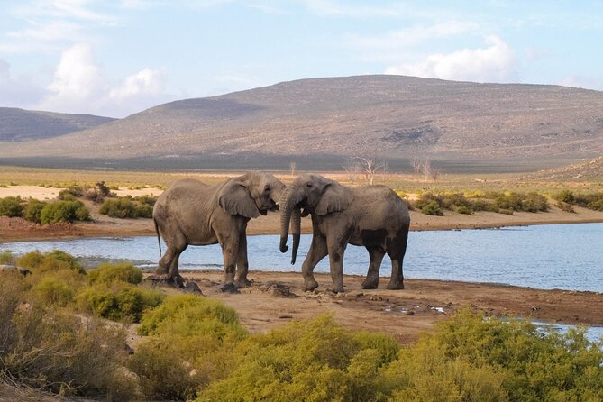 Aquila Game Reserve Safari with wine tasting, Transport & Lunch - A Cape Town day that mixes cellar doors with the African bush