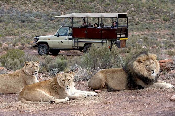 Aquila Game Reserve Safari with wine tasting, Transport & Lunch - The three-hour open safari is the main event