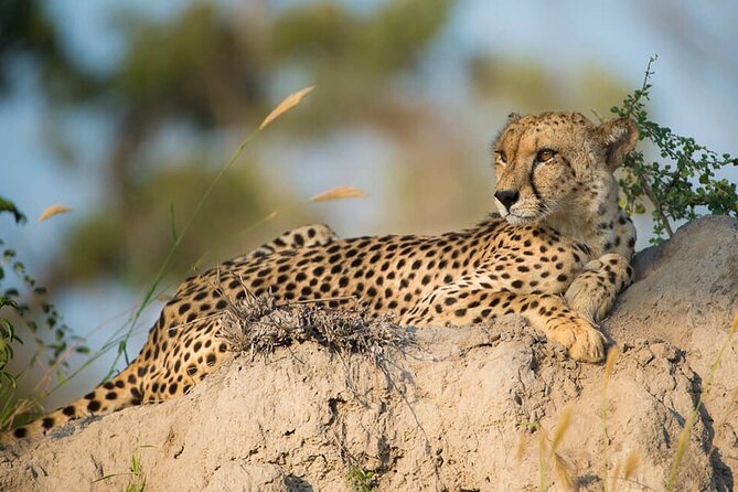 Aquila Game Reserve Safari with wine tasting, Transport & Lunch - How the day’s value compares with the price