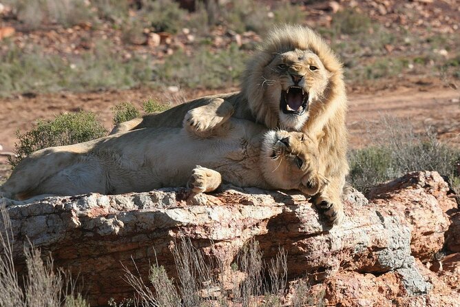 Aquila Game Reserve Safari with wine tasting, Transport & Lunch - Practical advice for a smoother day