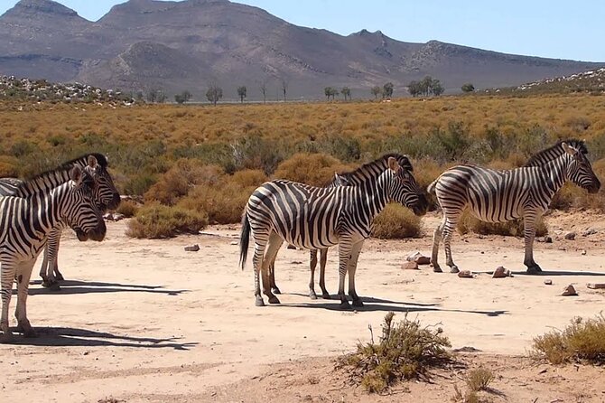 Aquila Game Reserve Safari with wine tasting, Transport & Lunch - Should you book the Aquila wine and safari day?