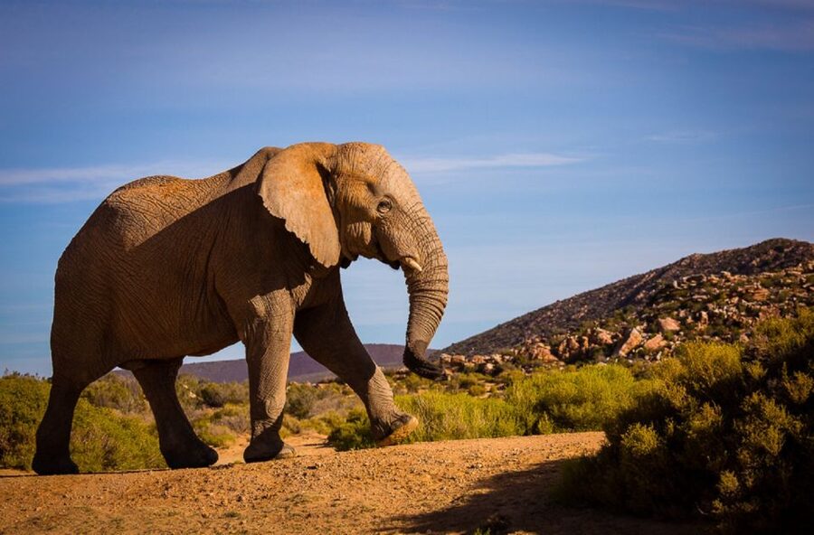 Aquila Private Game Reserve: Sunset Safari with Entry Fee - Key points before you book