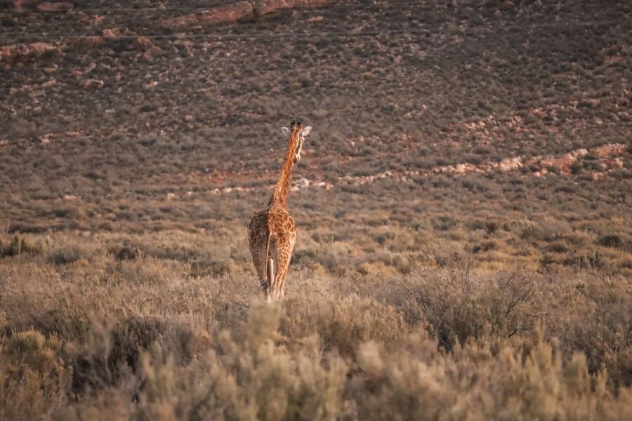 Aquila Private Game Reserve: Sunset Safari with Entry Fee - Tea, snacks, and an hour to settle in