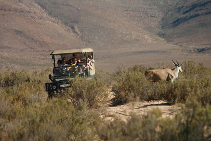 Aquila Reserve: Private Day Tour with Shared Game Drive - Key points to know before booking