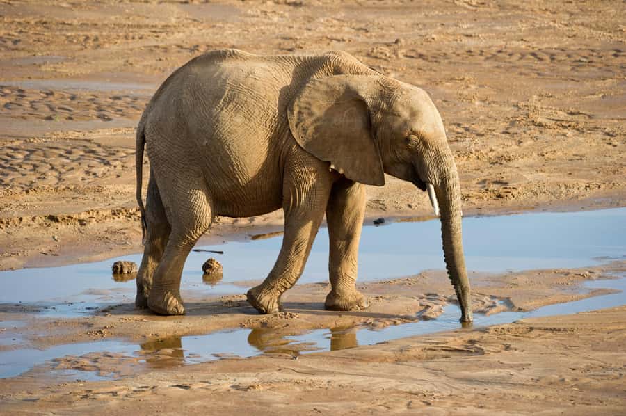 Aquila Reserve: Private Day Tour with Shared Game Drive - Who will enjoy this most?