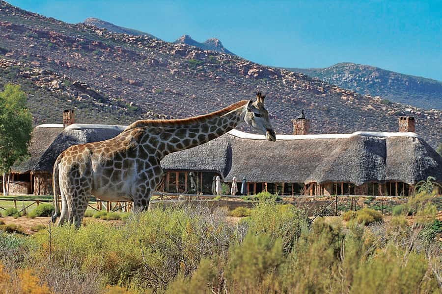 Aquila Reserve: Private Day Tour with Shared Game Drive - A Cape Town safari without changing hotels