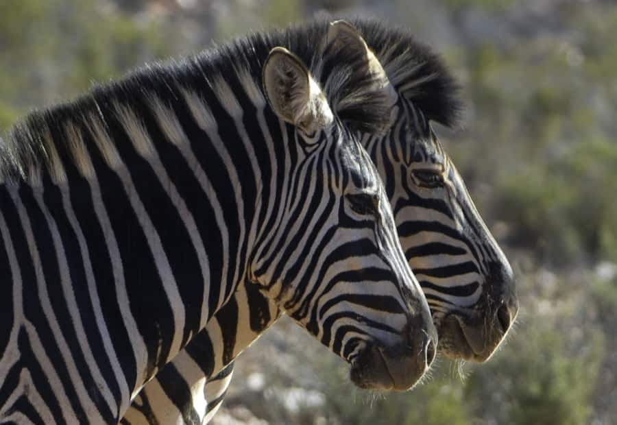 Aquila Reserve: Private Day Tour with Shared Game Drive - What the lodge adds after the drive