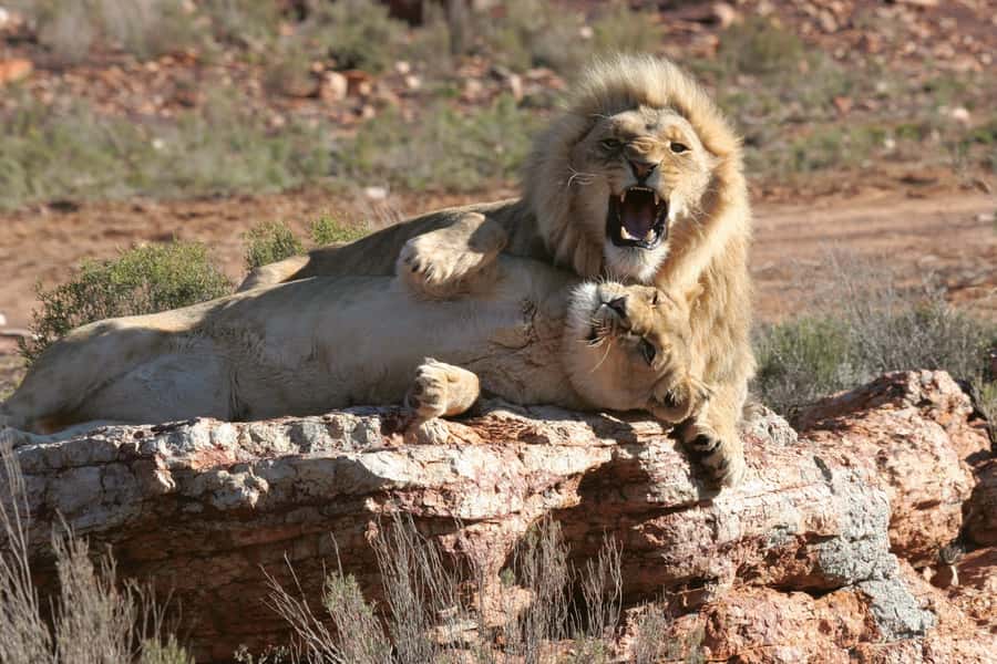 Aquila Reserve: Private Day Tour with Shared Game Drive - Leaving Cape Town in a private vehicle