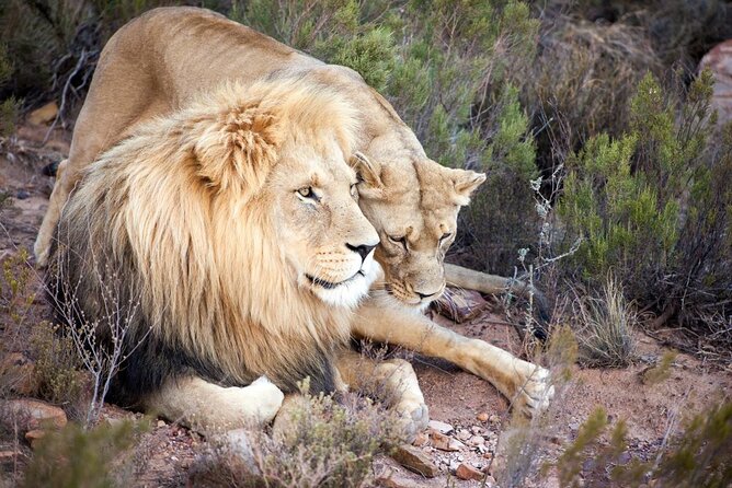 Aquila Reserve Safari with Lunch and Wine Tasting - The scenery and rhythm of the reserve visit