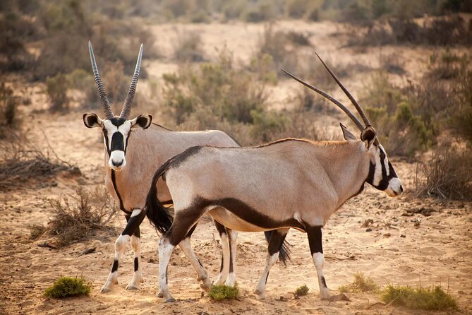 Aquila Reserve Safari with Lunch and Wine Tasting - Price, group size, and what is really included
