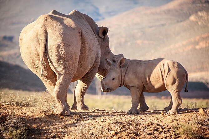 Aquila Reserve Safari with Lunch and Wine Tasting - Who should book this Cape Town day trip
