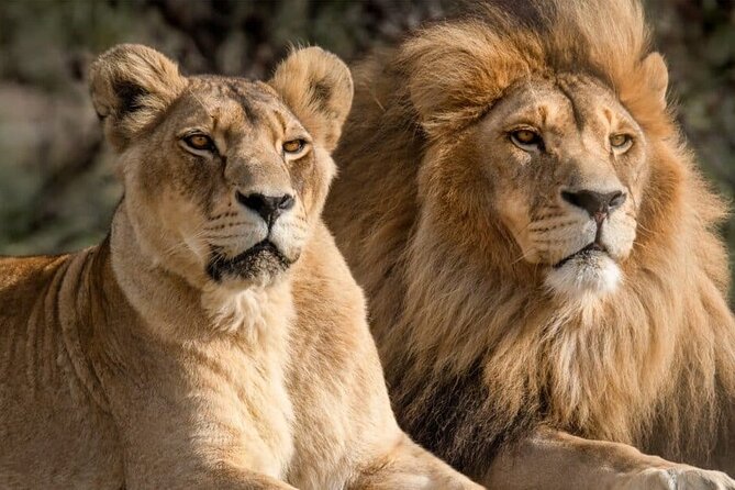 Aquila Reserve Safari with Lunch and Wine Tasting - Lunch before the open 4x4 drive