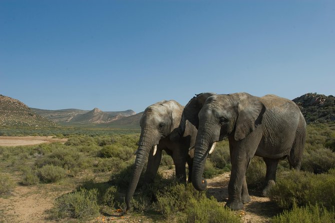 Aquila Safari Game Drive, Lunch & Shared Transfers from Cape Town - Buffet lunch before the 4x4 drive