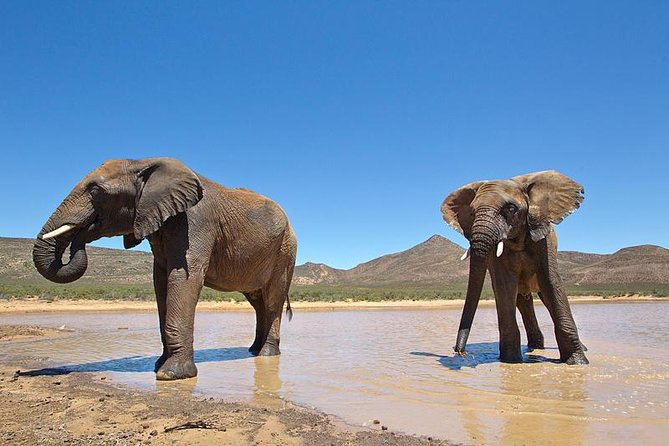 Aquila Safari Game Drive, Lunch & Shared Transfers from Cape Town - Fairview Winery on the return journey