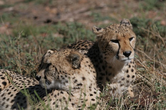 Aquila Safari Game Drive, Lunch & Shared Transfers from Cape Town - The N1 drive and the Cape’s changing scenery