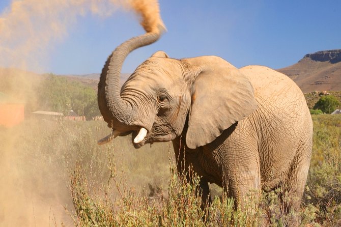 Aquilla BIG5 private Safari Cape Town - Key points to know before booking