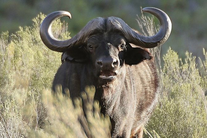 Aquilla BIG5 private Safari Cape Town - A Big Five safari without leaving Cape Town for days