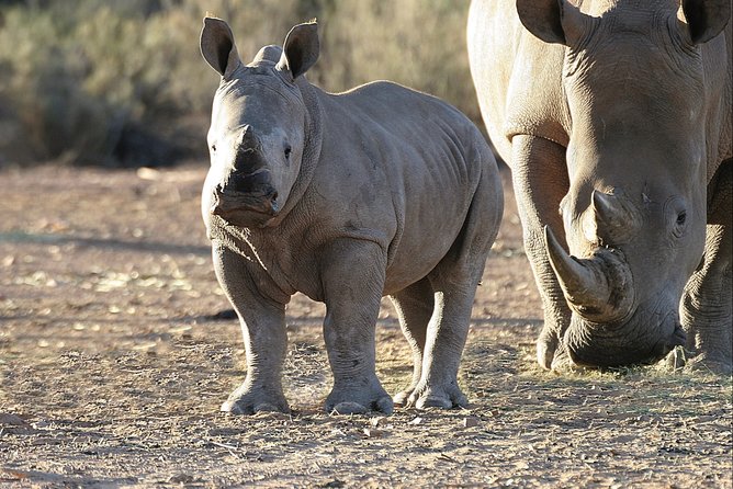 Aquilla BIG5 private Safari Cape Town - Three hours in a 4x4 vehicle