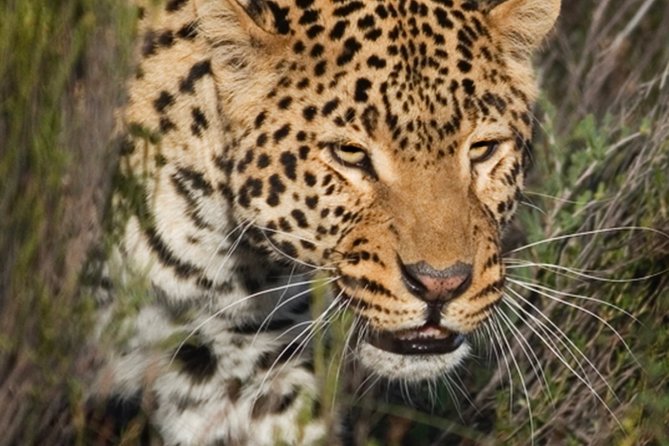 Aquilla BIG5 private Safari Cape Town - Is $231.26 a fair price?