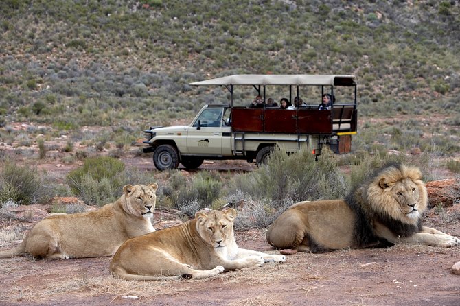 Aquilla BIG5 private Safari Cape Town - The 9am departure from Camps Bay