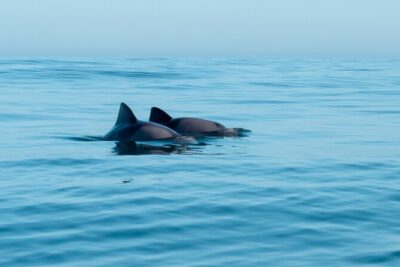 Atlantic Outlook Kayak Tour Cape Town