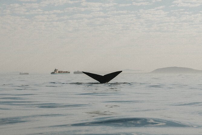 Atlantic Outlook Kayak Tour Cape Town - Is $29 good value?