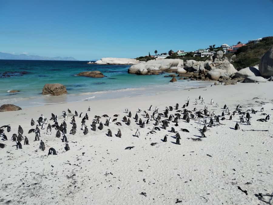 Beach Day at Boulder's Beach & Penguin watching, Half Day - Maiden’s Cove and the Camps Bay panorama