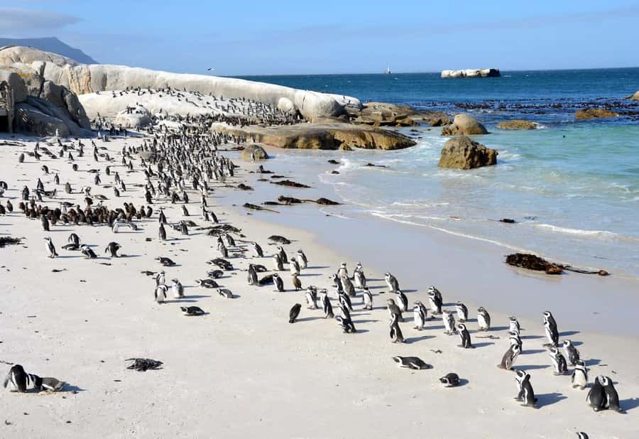 Beach Day at Boulder's Beach & Penguin watching, Half Day - The group-tour trade-off