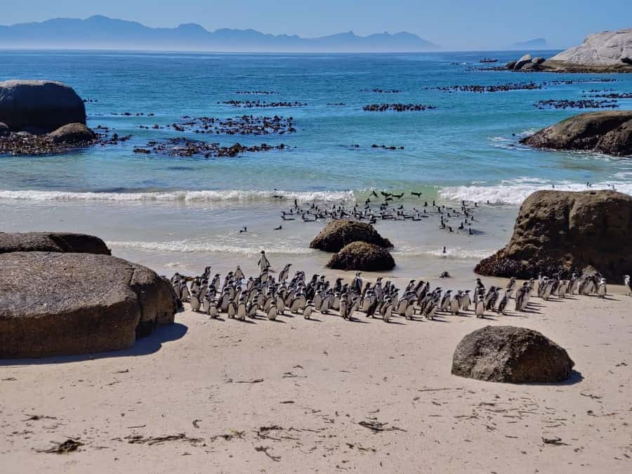Beach Day at Boulder's Beach & Penguin watching, Half Day - Chapman’s Peak Drive, the scenic centerpiece